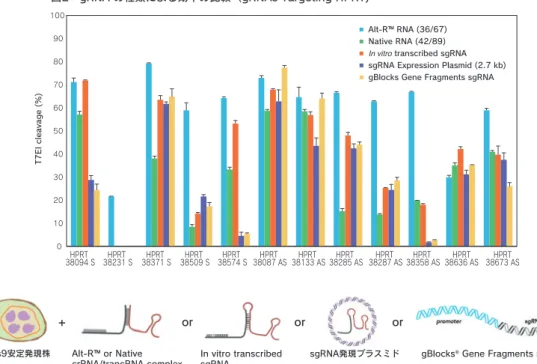 表　元来の gRNA と Alt-R ™gRNA の塩基長の比較
